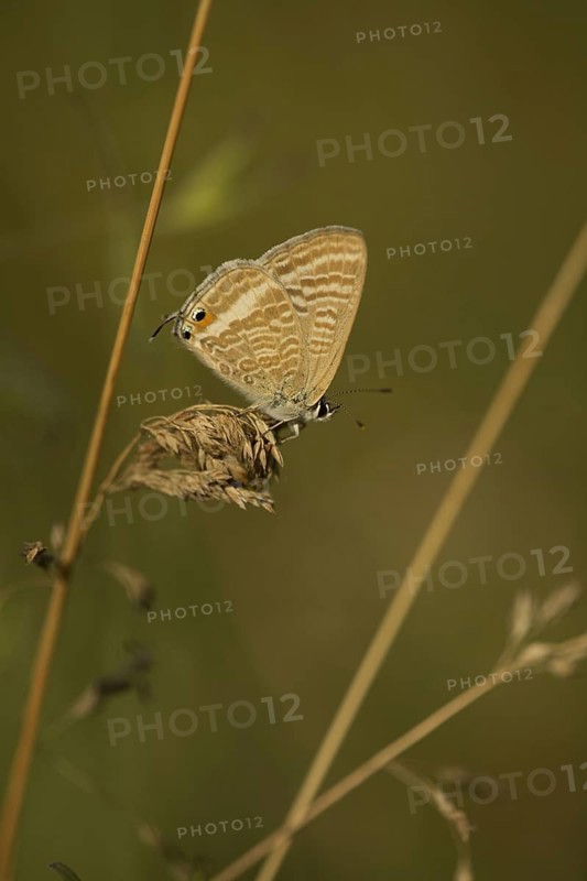 Large Wandering Blue