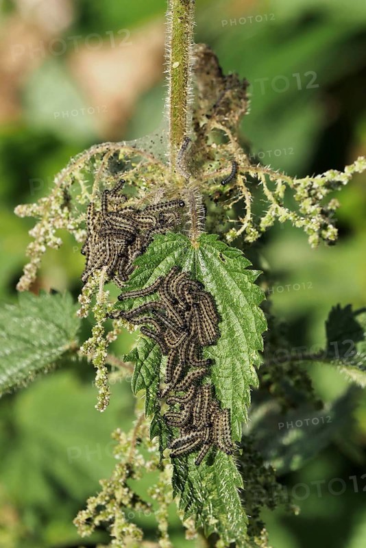 Small Tortoiseshell
