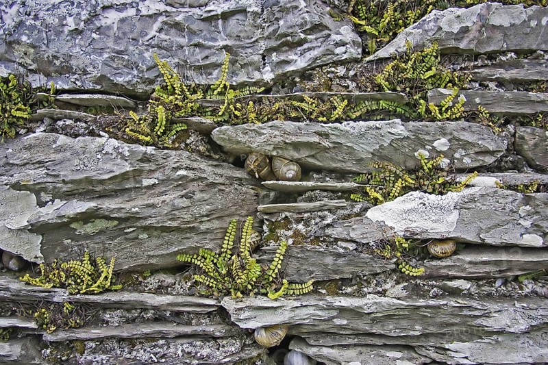 Maidenhair spleenwort