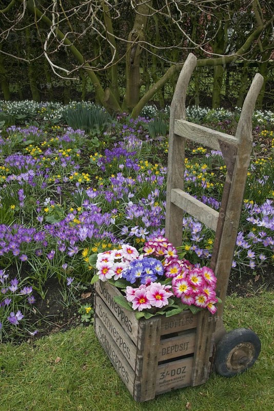 Flowering polyanthus primrose