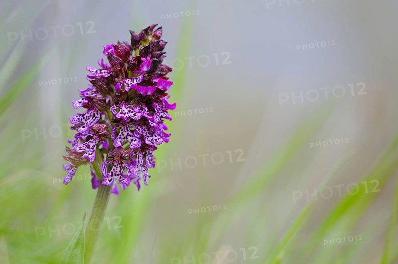 Lady Orchid