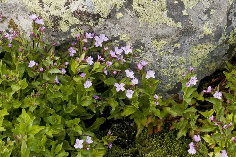 Flowering Pontic willowherb