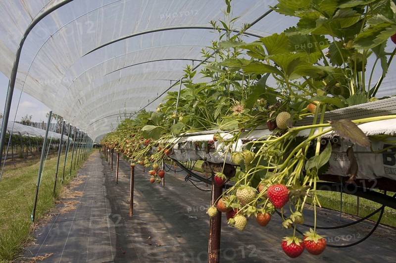 Strawberry plant