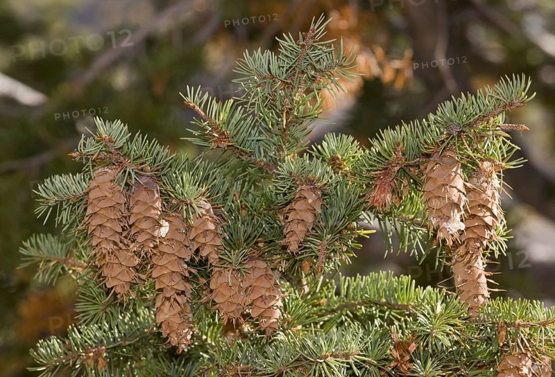 Douglas fir