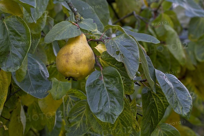 Quince fruit