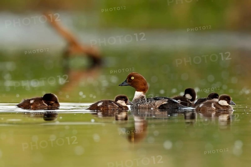 Female Common Goldeneye
