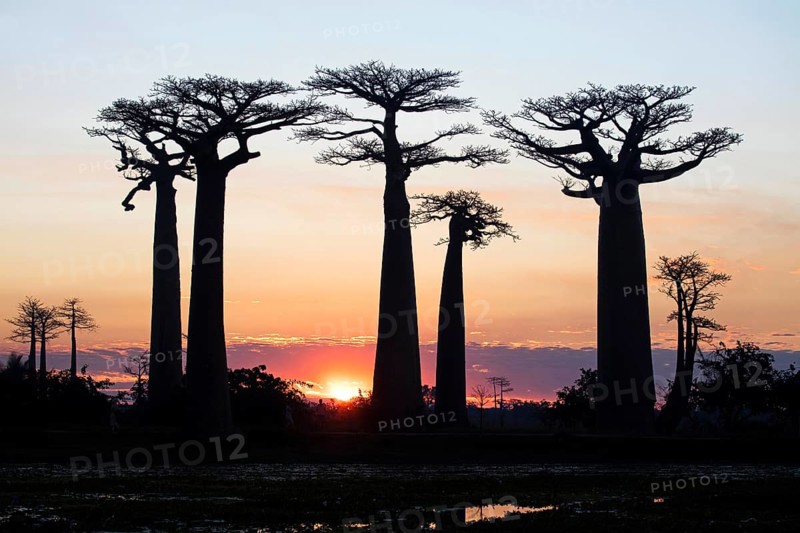 Grandidier's baobabs