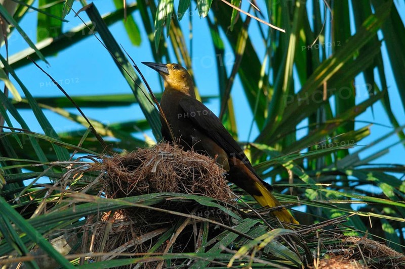 Broad-crested Oropendola with nest