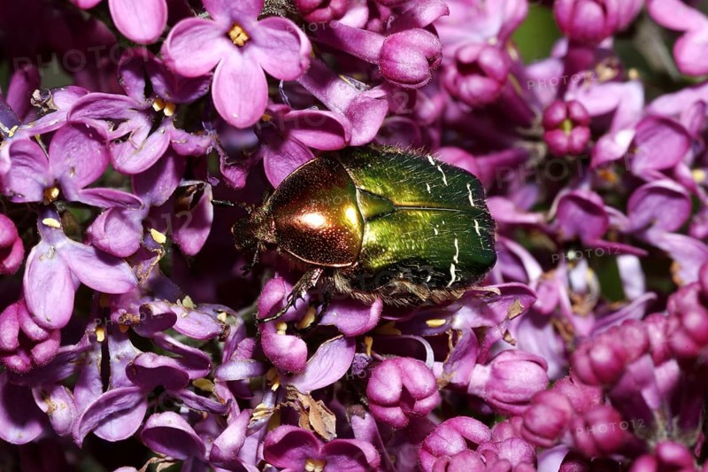 Rose chafer