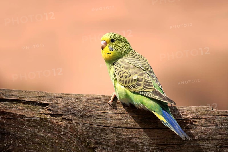 Budgerigar