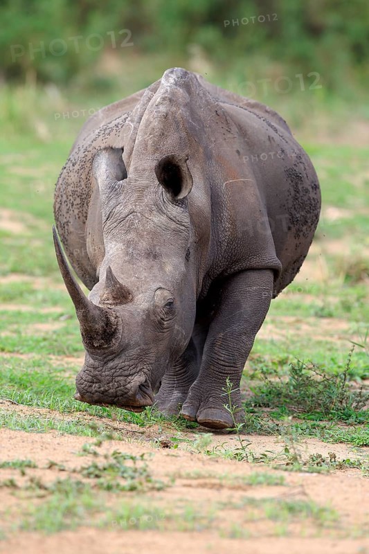 White rhinoceros