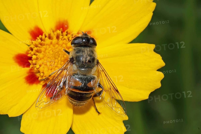 Dung bee