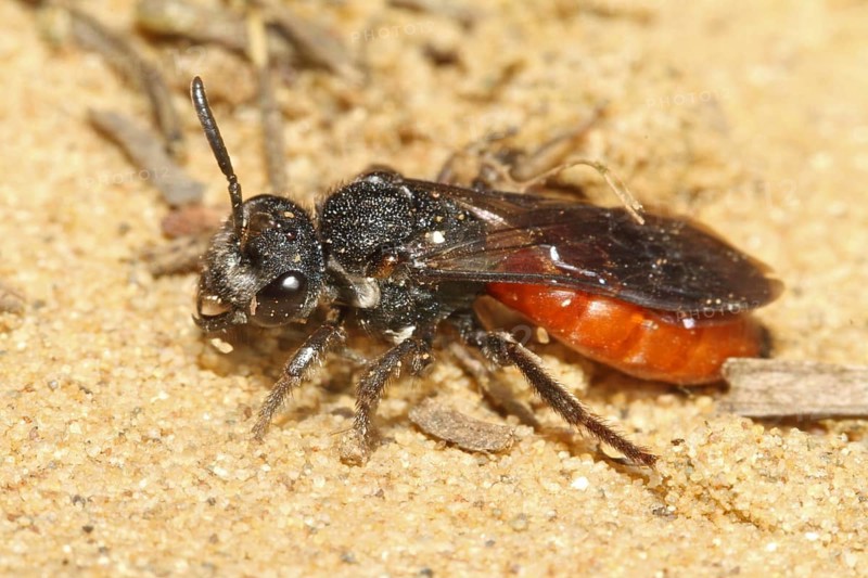 Halictid bee