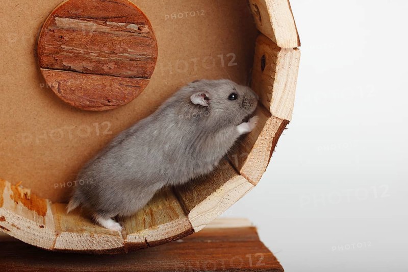 Campbell's Russian Dwarf Hamsters