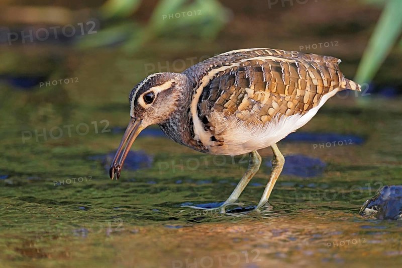 Rostratula greater painted-snipe