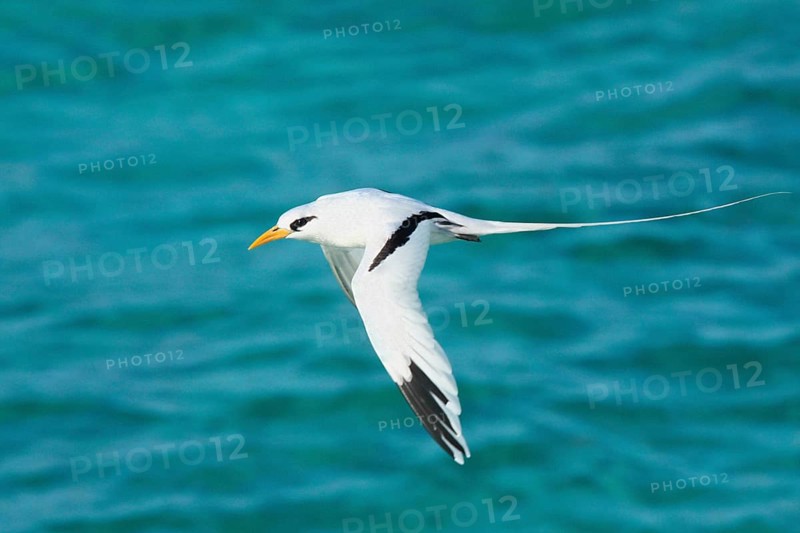 White-tailed tropicbird