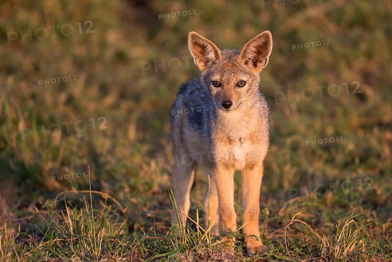 Black-backed jackals
