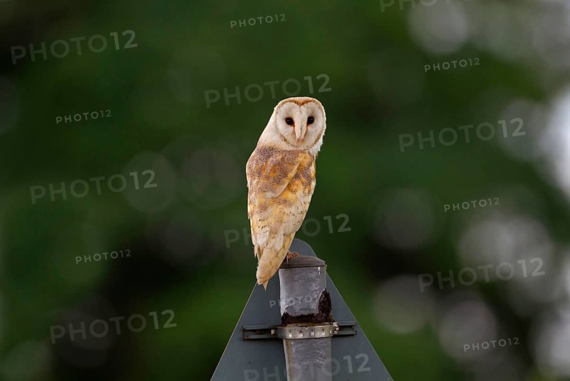 Barn Owl