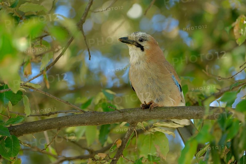 Eurasian Jay