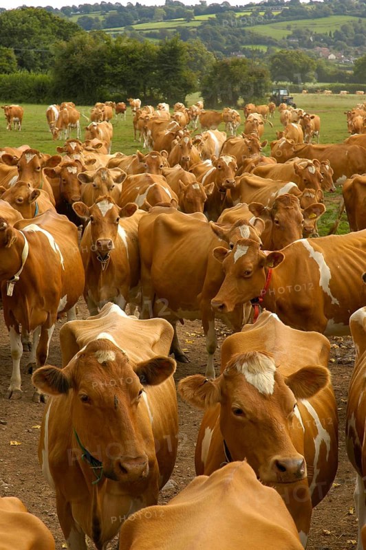 Domestic Cattle