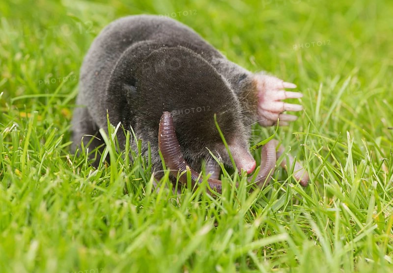 European Mole