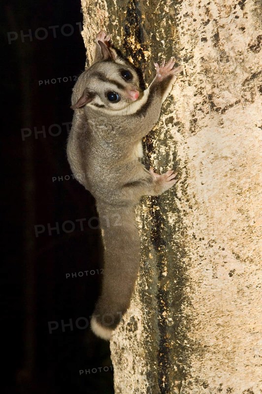 Sugar gliders