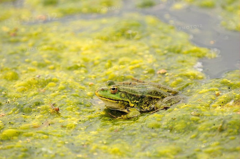 Marsh Frog