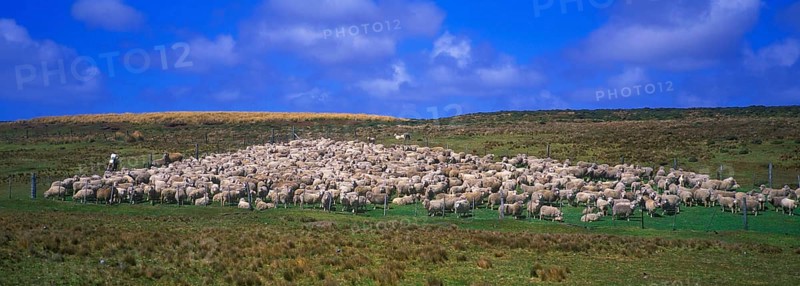 Carradale sheep waiting to be sheared