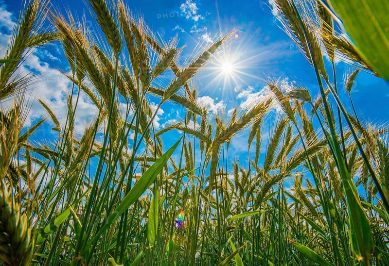Barley