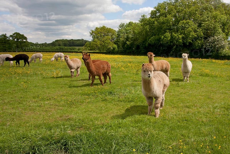 Alpaca