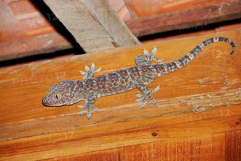 Tokay gecko