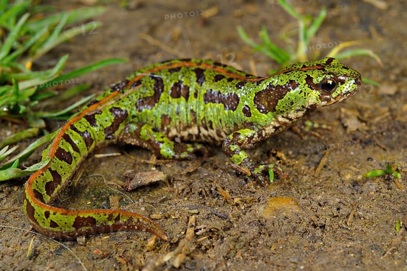 Southern Marbled Newt
