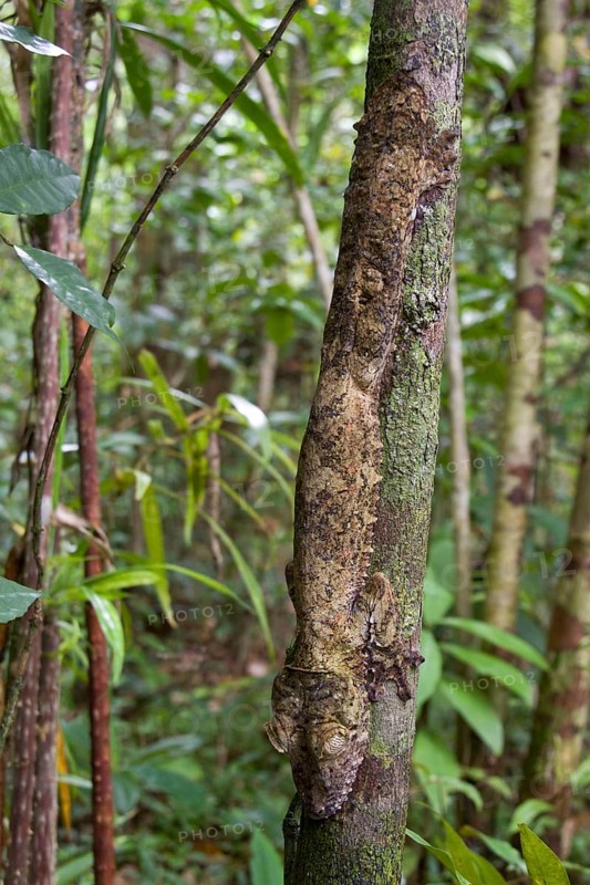 Flat-tailed Gecko