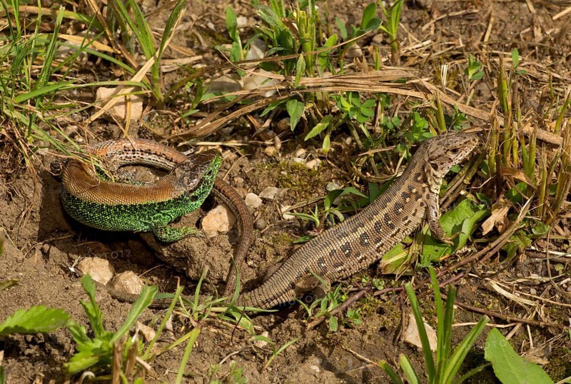 Sand Lizard
