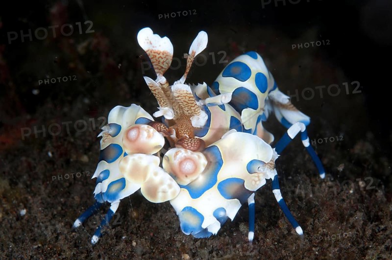 Harlequin Shrimp