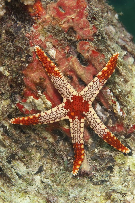 Pearl Starfish
