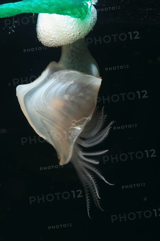 Barnacle