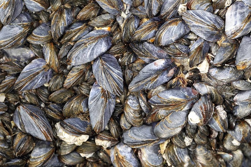 Mussel