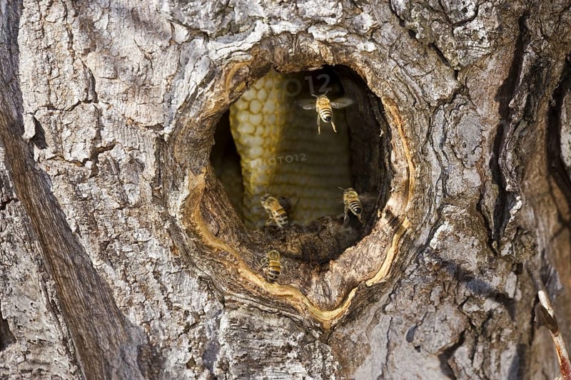 Western Honey Bee