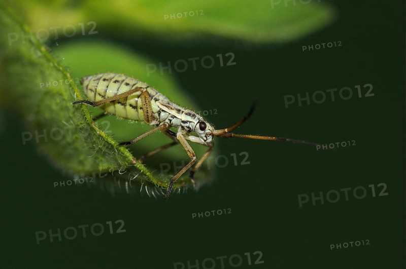 Miris dolabratus