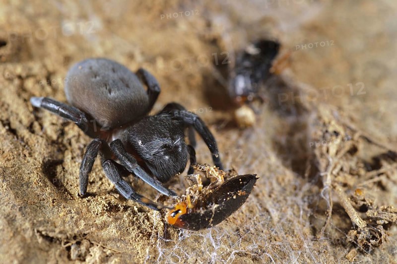 Velvet spider