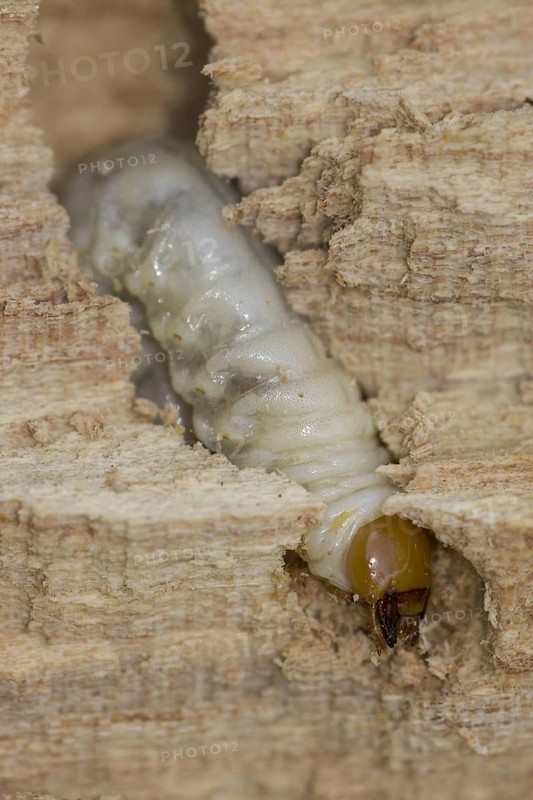 Lesser Stag Beetle