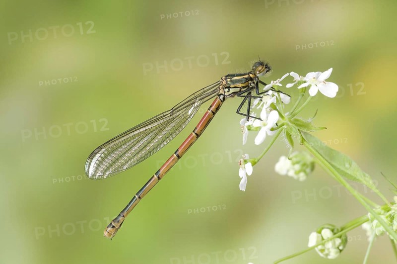 Early damselfly