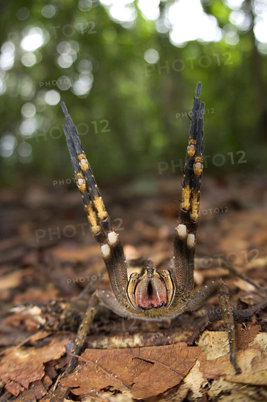 Brazilian Wandering Spider
