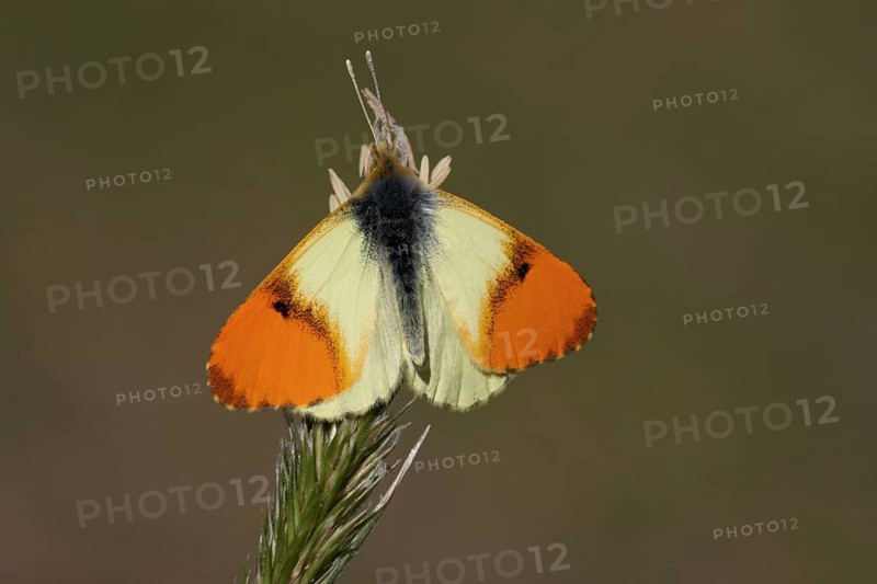 Eastern eastern orange tip