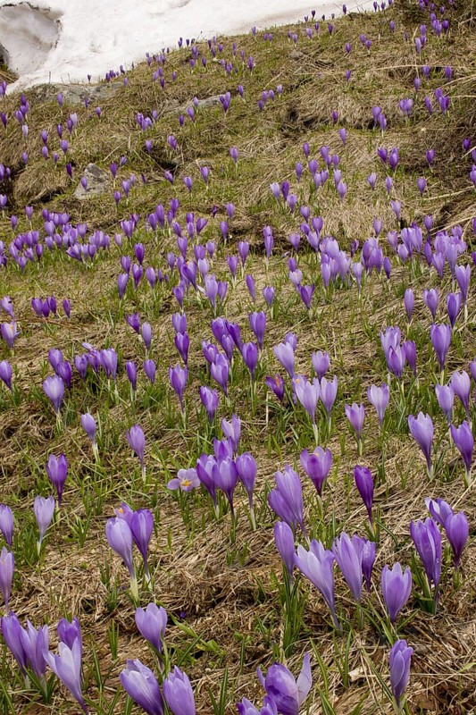 Flowering mass of Balkan Crocus
