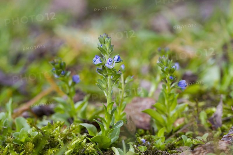 Rock speedwell