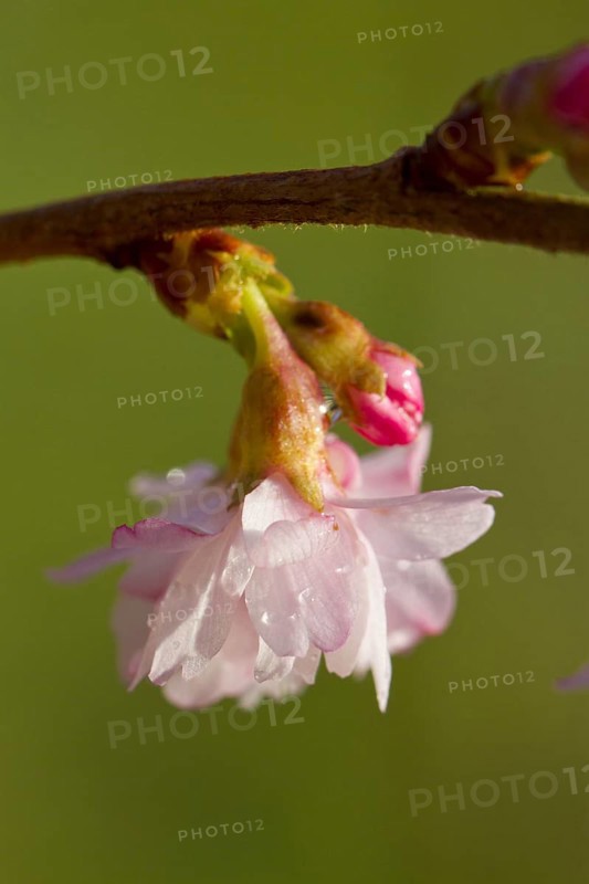 Rosebud Cherry