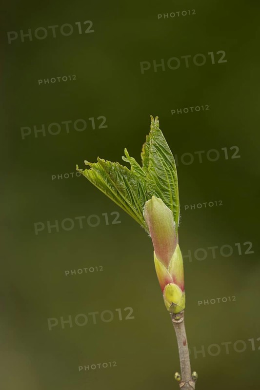 Sycamore