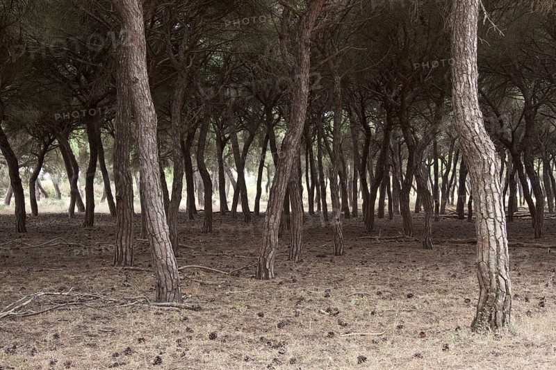 Pine